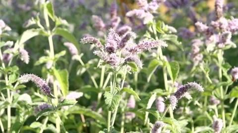 Plant of Mint. Timelapse 스톡 동영상 52627695