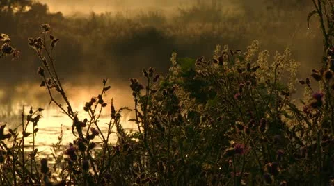 Plant in mist Stock Footage 22144158