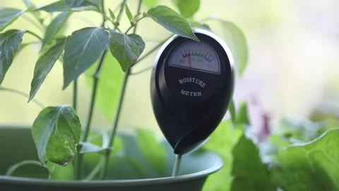 Plant Moisture Meter Stock Footage 130522609