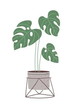 Plant monstera in pot Stock Illustration