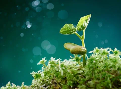 Plant with moss Stock Photos