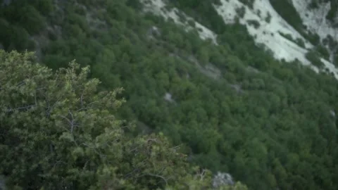 Plant in a mountain that develops in the wind. Footage. Autumn nature landscape 스톡 동영상 139091431