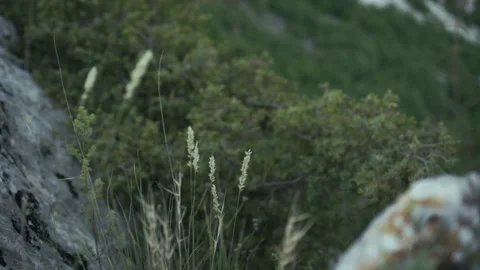 Plant in a mountain that develops in the wind. Footage. Autumn nature landscape Vidéo 139092027