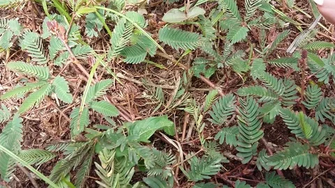 Plant That Moves Mimosa Pudica Stock Footage
