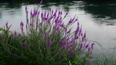 Plant moves in the wind Stock Footage 163171477