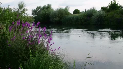 Plant moves in the wind Stock Footage 163171608