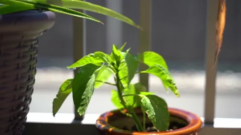 Plant moving with air Stock Footage 134960040