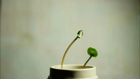 Plant moving in time lapse. Stock Footage 194976357