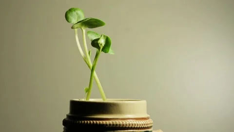 Plant moving in time lapse. Video stock 194976361