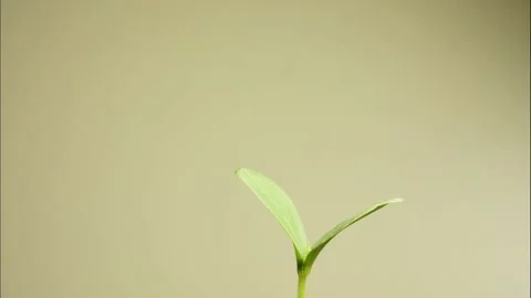 Plant moving in time lapse. Stock Footage 194976364