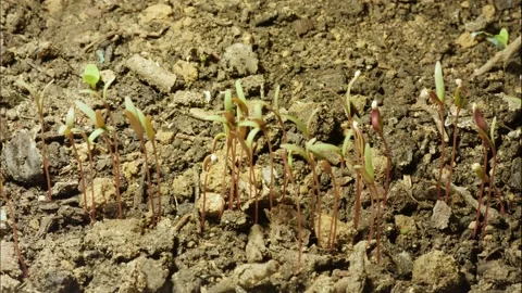 Plant moving in time lapse. Stock-Footage 194976388