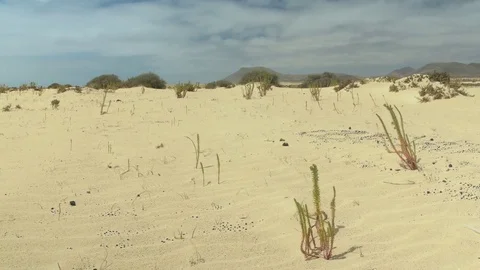 Plant moving by wind on desert Stock Footage 76882893