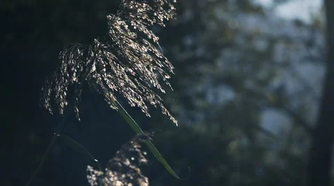 Plant moving in the wind Stock Footage 46064974