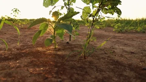 Plant moving with the wind 스톡 동영상 223382692