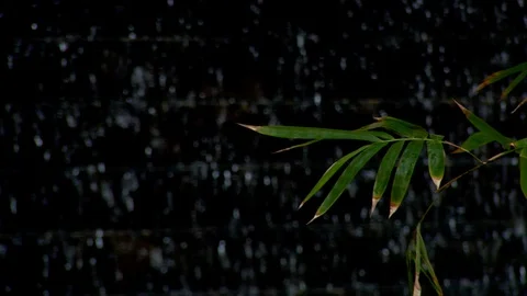 Plant moving in wind. Waterfall in background bokeh blur Stock Footage 102532252