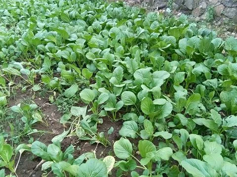 Plant mustard greens, using a plot of land in yard. Фото