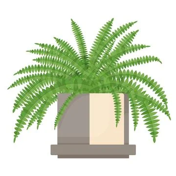 Plant Nephrolepis Stock Illustration