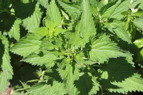 Plant of nettle Stock Photos