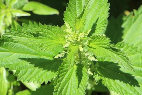 Plant of nettle Stock Photos