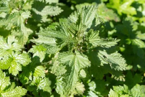 Plant of nettle Stock Photos