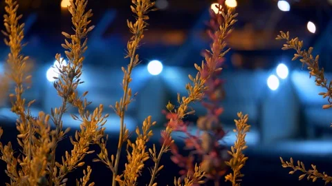 Plant at night with lights in the background 動画素材 89784092