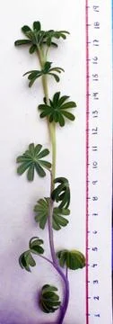 Plant with numerical scale Stock Photos