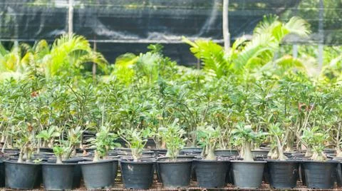 Plant nurseries Stock Photos