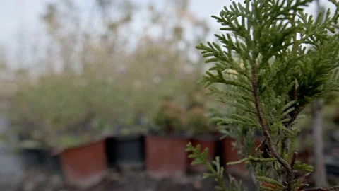 Plant nursery Stock Footage 171557327