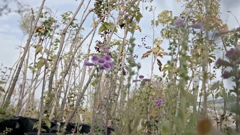 Plant nursery Stock Footage 171559449
