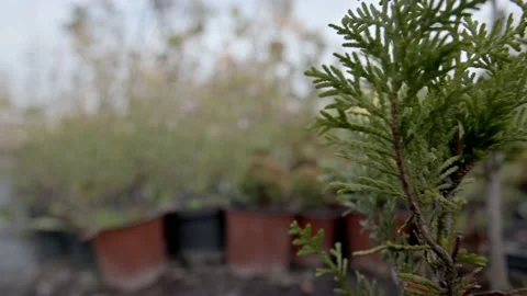 Plant nursery Stock Footage 171559461