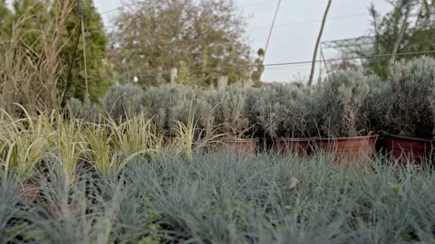 Plant nursery Stock Footage 171559490