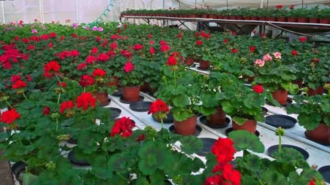 Plant nursery in greenhouse Stock Photos