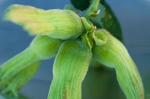 Plant nuts Stock Photos