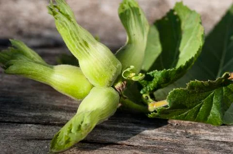 Plant nuts Stock Photos
