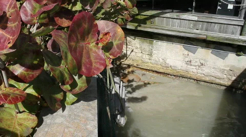 Plant &amp; Ocean Waves Splash In A Harbor Stock-Footage 685397