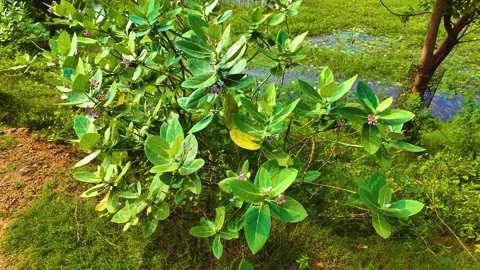 Plant - Orbiting Shot Stock Footage 262178554