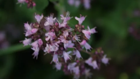 Plant oregano Stock Footage 8653064