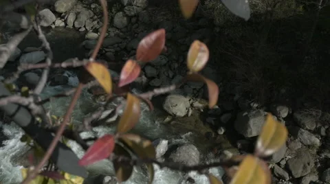 Plant overhanging river 스톡 동영상 62263373