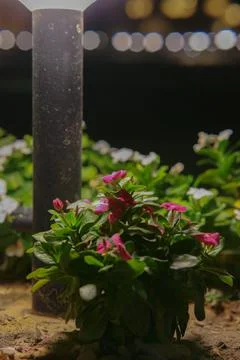 Plant Overhead Light 스톡 사진
