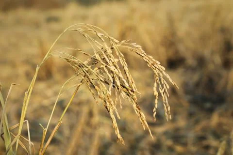 Plant of Paddy Stock Photos