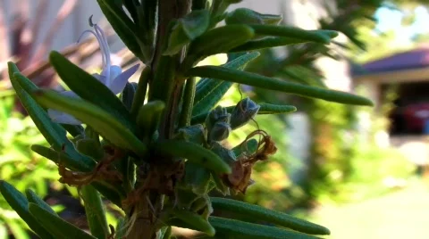 Plant pan Stock Footage 489049