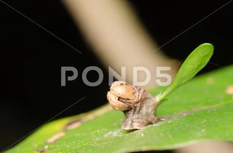 Plant parasitic Stock Photos