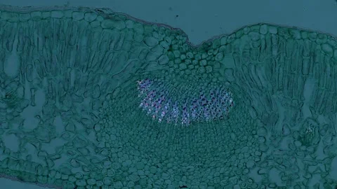 Plant part section under microscope in polarized light Stock Footage 313616671