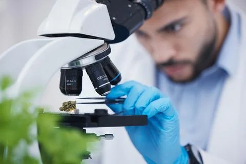 Plant particles, microscope science and man in laboratory with sustainability Foto stock