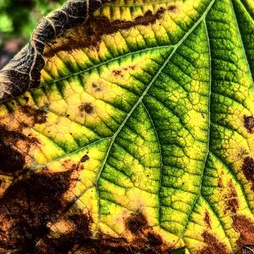 Plant pathology 스톡 사진