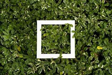 Plant pattern tropical leaf background design Stock Photos