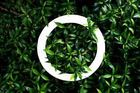 Plant pattern tropical leaf background design Stock Photos