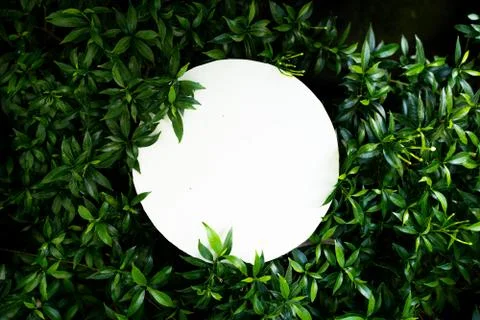 Plant pattern tropical leaf background design Foto stock
