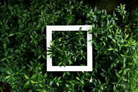 Plant pattern tropical leaf background design Stock Photos