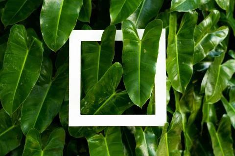 Plant pattern tropical leaf background design Stock Photos